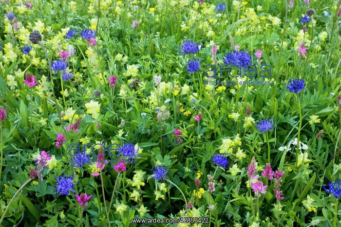 : Flowery hay meadows, with round-headed rampion : Flowery hay meadows, with round-headed rampion