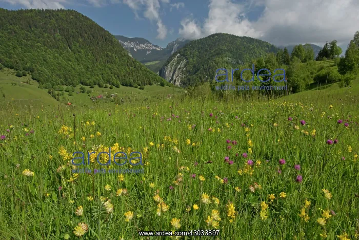  : Flowery Meadow with Kidney Vetch and Winged Broom