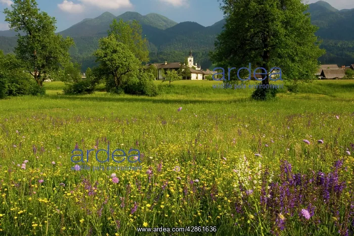 : Flowery meadows : Flowery meadows