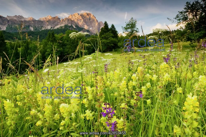 : Flowery montane hay meadow, with Yellow Rattle etc : Flowery montane hay meadow, with Yellow Rattle etc