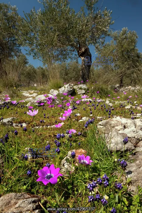: Flowery old olive groves - with grape hyacinth : Flowery old olive groves - with grape hyacinth