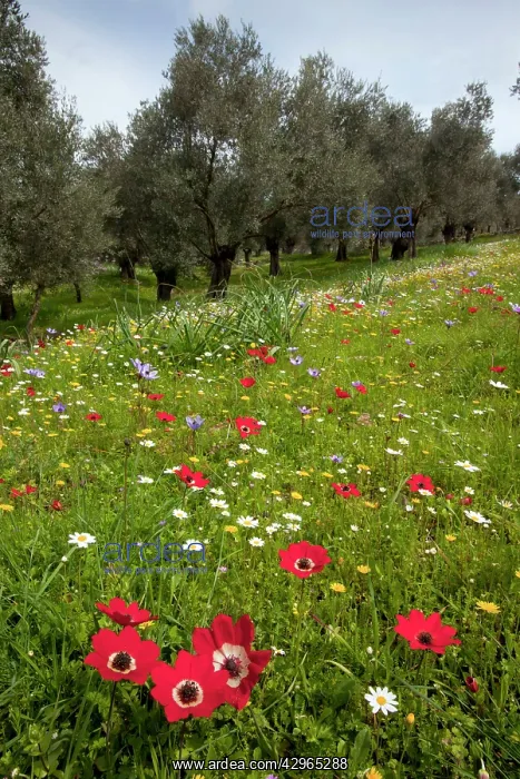 : Flowery old olive groves - with mayweed and peacock : Flowery old olive groves - with mayweed and peacock