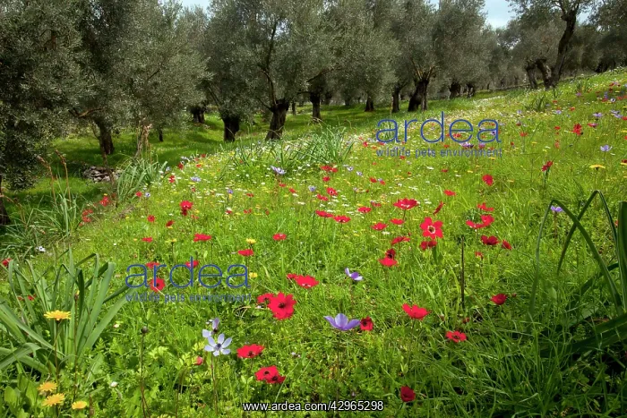 : Flowery old olive groves - with mayweed and peacock : Flowery old olive groves - with mayweed and peacock