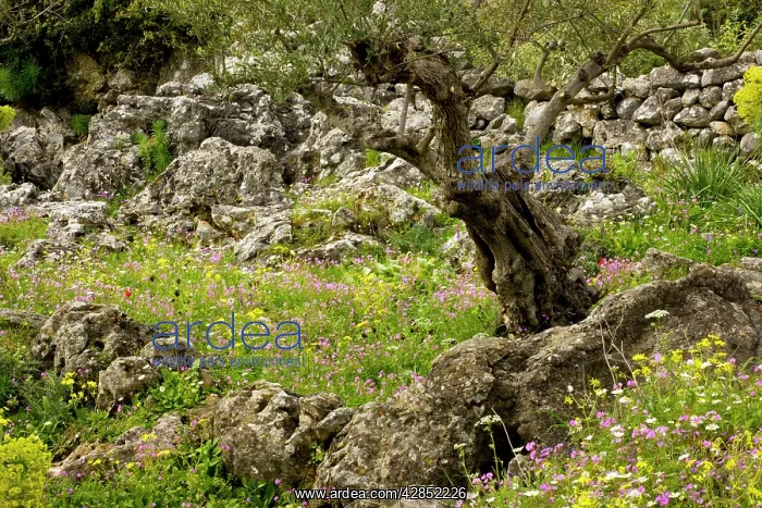: Flowery old olive groves in spring on the Mani Peninsula : Flowery old olive groves in spring on the Mani Peninsula