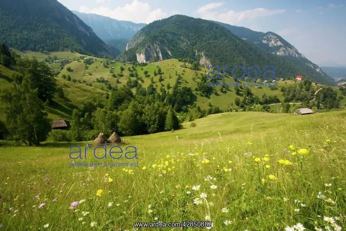 : Flowery pastures in the Piatra Craiulu Mountains : Flowery pastures in the Piatra Craiulu Mountains