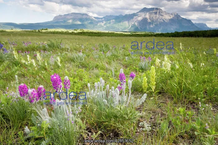 : Flowery prairie grassland, with Showy Locoweed : Flowery prairie grassland, with Showy Locoweed