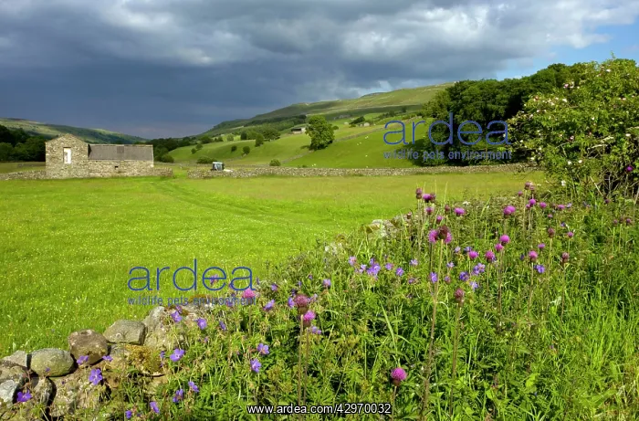 : Flowery roadside with Meadow Cranesbill and Melancholy : Flowery roadside with Meadow Cranesbill and Melancholy