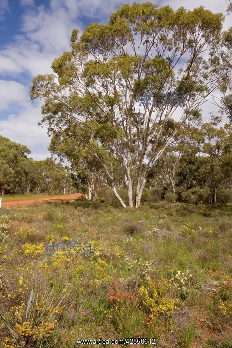 : Flowery roadside verge in Moganmoganning Reserve
