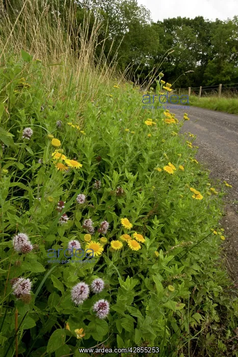 : Flowery roadside verge with Water Mint and Fleabane : Flowery roadside verge with Water Mint and Fleabane