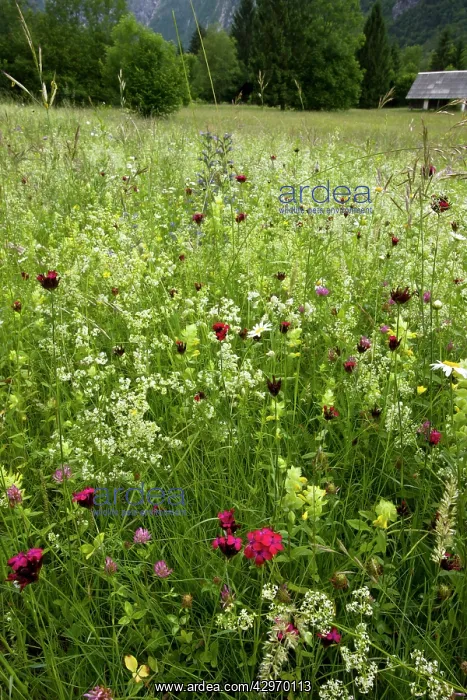 : Flowery species-rich hay meadow - with Carthusian : Flowery species-rich hay meadow - with Carthusian