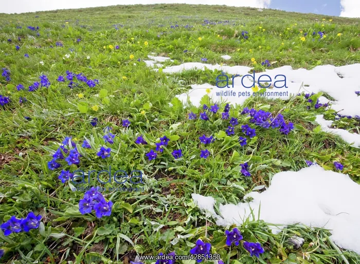 : Flowery species-rich pastures with masses of trumpet : Flowery species-rich pastures with masses of trumpet
