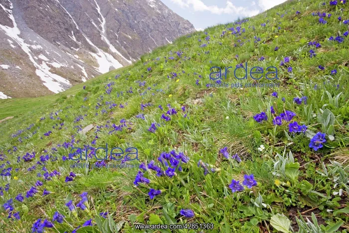 : Flowery species-rich pastures with masses of trumpet : Flowery species-rich pastures with masses of trumpet