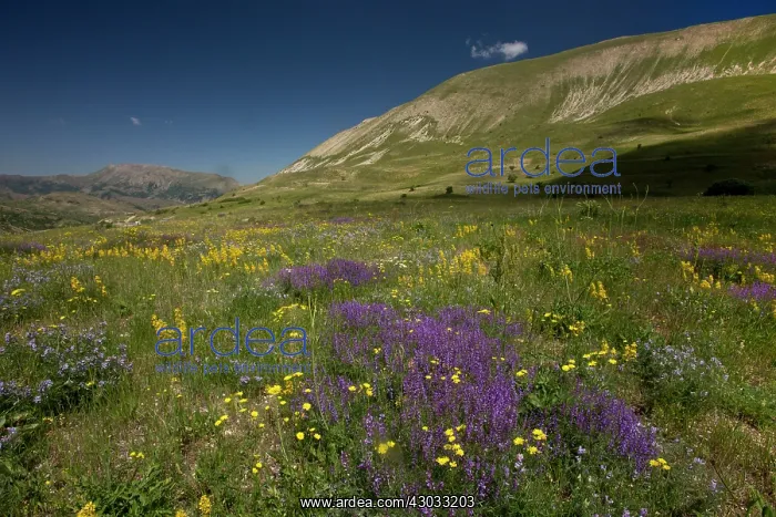  : Flowery Steppe Grassland on the Vaukdagi Pass, Karakavan