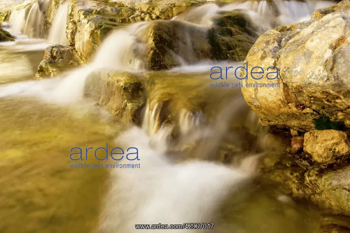 : Flowing stream of water after good rains in the : Flowing stream of water after good rains in the