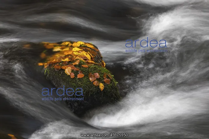 : Flowing water with ferns and rocks in the Edmunds Gorge in autumn : Flowing water with ferns and rocks in the Edmunds Gorge in autumn