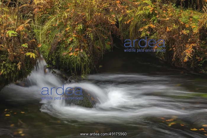 : Flowing water with ferns and rocks in the Edmunds Gorge in autumn : Flowing water with ferns and rocks in the Edmunds Gorge in autumn