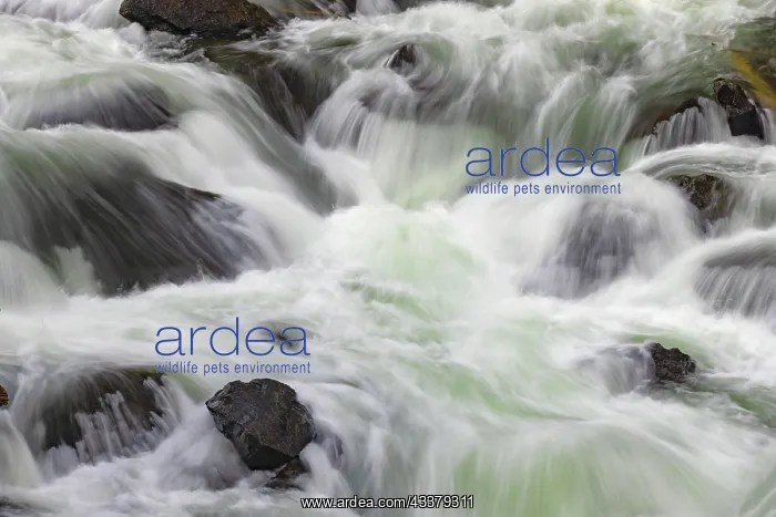 : Flowing water in Firehole River, Yellowstone National : Flowing water in Firehole River, Yellowstone National