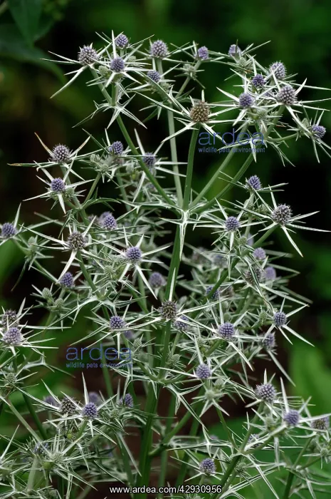 : Fluela - Part evergreen, hardy perennial : Fluela - Part evergreen, hardy perennial