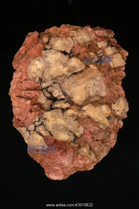 : Fluocerite Black Cloud Pegmatite : Fluocerite Black Cloud Pegmatite