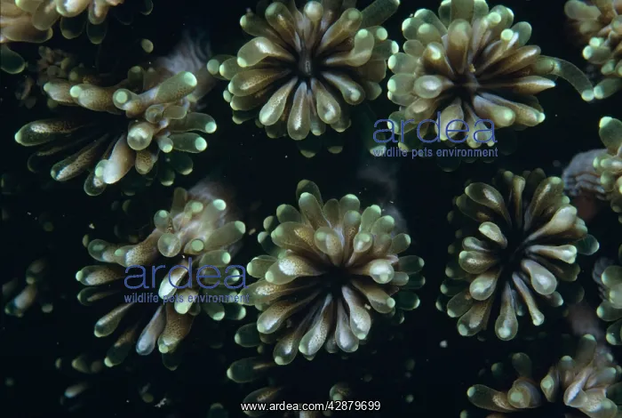 : Fluorescence Grass Coral - Close up of fluorescence : Fluorescence Grass Coral - Close up of fluorescence