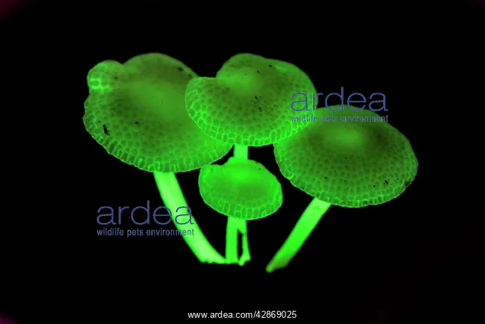 : Fluorescent fungus : Fluorescent fungus