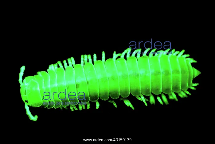 : Fluorescent Millipede : Fluorescent Millipede