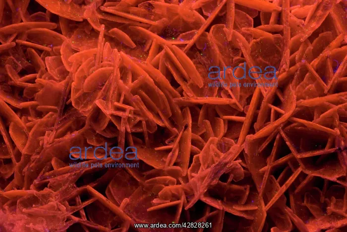: Fluorescent Mineral Calcite Charcas : Fluorescent Mineral Calcite Charcas