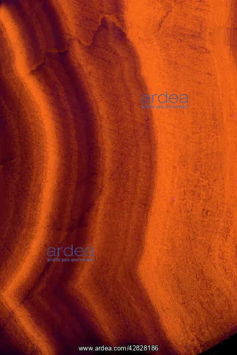 : Fluorescent Mineral Manganocalcite : Fluorescent Mineral Manganocalcite