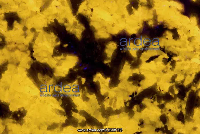 : Fluorescent Mineral Meionite - Quebec - Canada : Fluorescent Mineral Meionite - Quebec - Canada