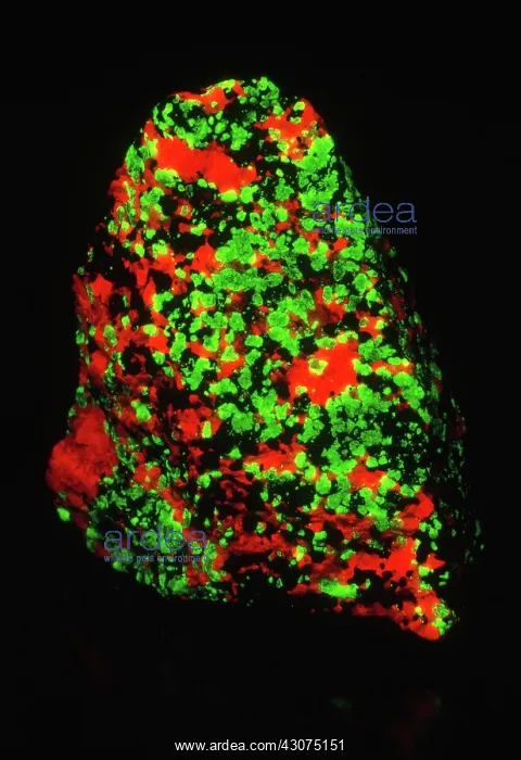 : Fluorescent Minerals : Fluorescent Minerals