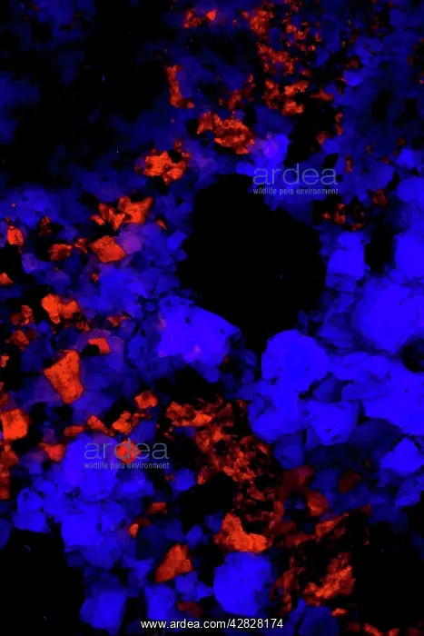 : Fluorescent Minerals Fluorite and Calcite : Fluorescent Minerals Fluorite and Calcite