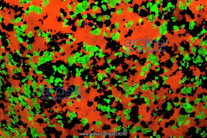  : Fluorescent Minerals Willemite and Calcite
