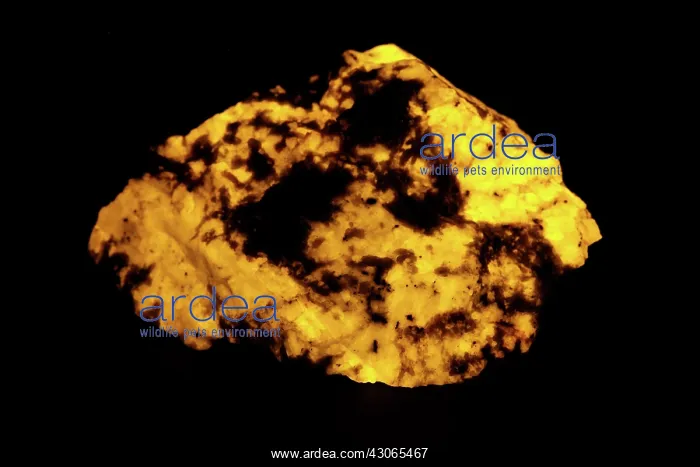 : Fluorescent Wernerite (Scapolite) : Fluorescent Wernerite (Scapolite)