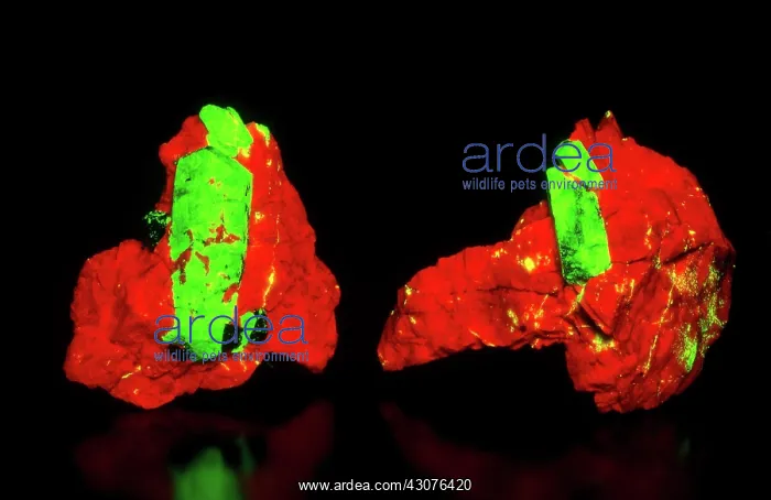 : Fluorescent Willemite on Calcite : Fluorescent Willemite on Calcite