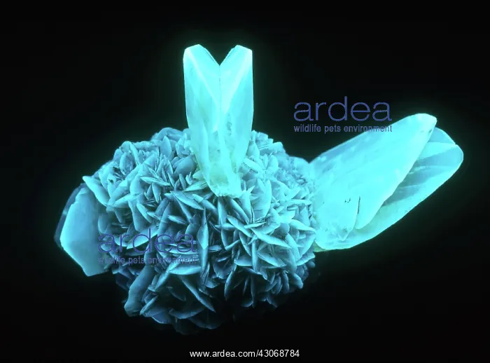 : Fluorescing Selenite Gypsum : Fluorescing Selenite Gypsum
