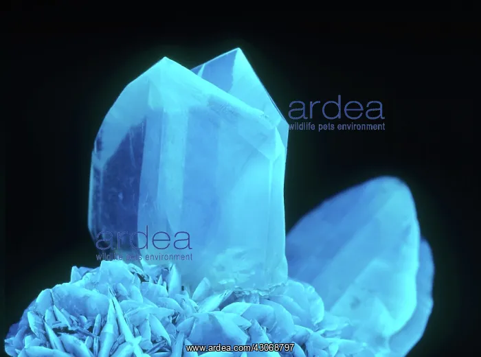 : Fluorescing Selenite Gypsum : Fluorescing Selenite Gypsum