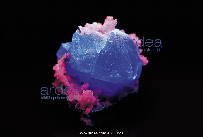 : Fluorite with quartz in UV light : Fluorite with quartz in UV light