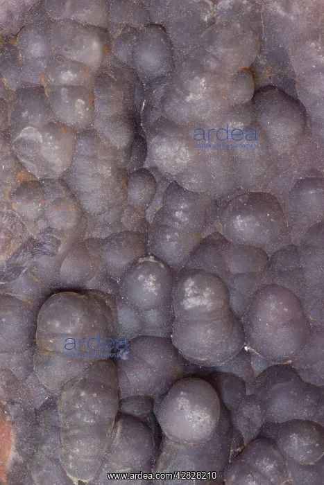 : Fluorite - simple Halogenides no H2O variety (Botrydoidal) : Fluorite - simple Halogenides no H2O variety (Botrydoidal)