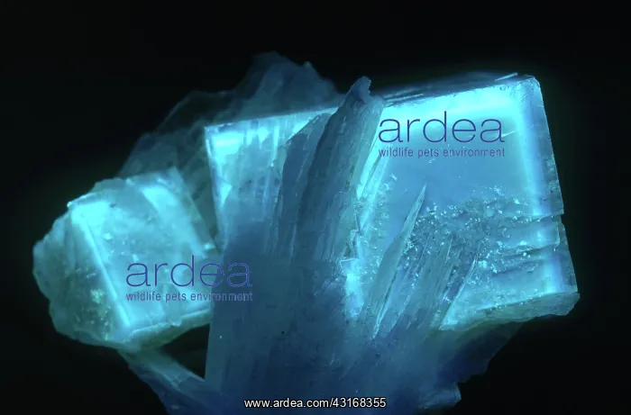 : Fluorite in UV Light : Fluorite in UV Light