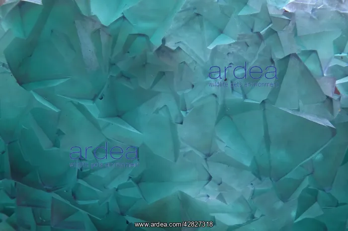 : Fluorite - Xiang Fang Lin mine : Fluorite - Xiang Fang Lin mine