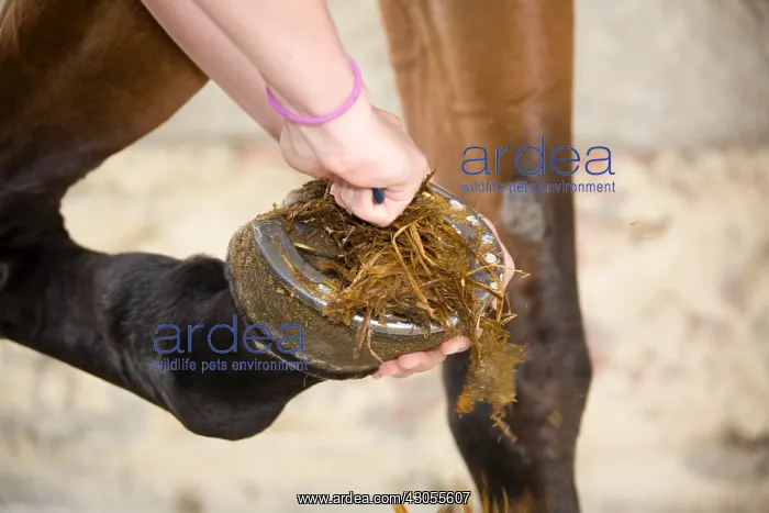 : Flushing a foot Cheval France : Flushing a foot Cheval France
