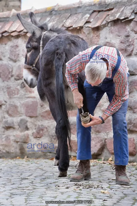: Flushing hooves of a donkey on a farm in Alsace France : Flushing hooves of a donkey on a farm in Alsace France