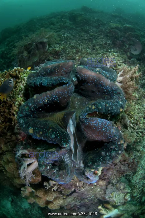 : Fluted Giant Clam : Fluted Giant Clam