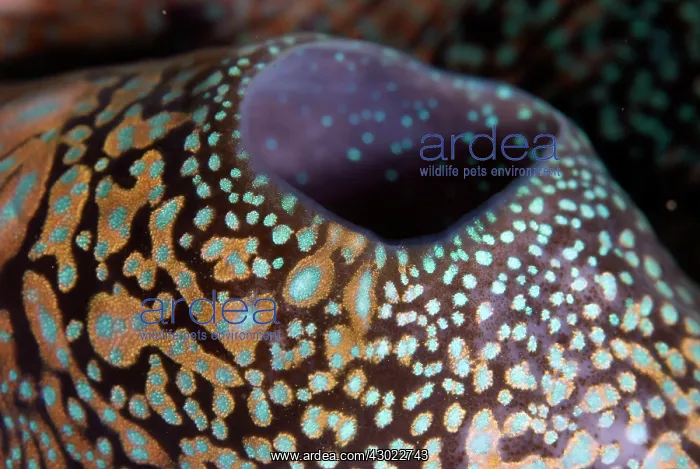  : Fluted Giant Clam colorful siphon