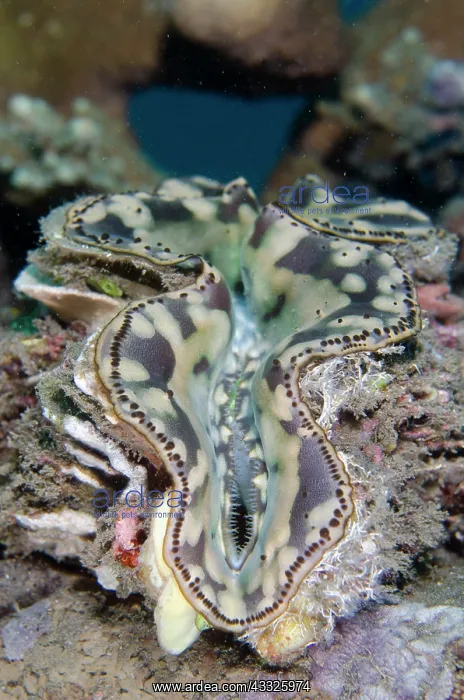 : Fluted Giant Clam - Jemeluk Bay dive site, Amed