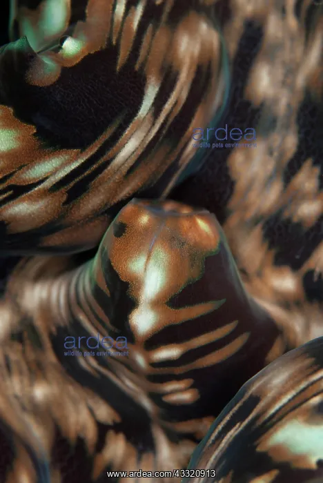 : Fluted Giant Clam - mantle detail : Fluted Giant Clam - mantle detail