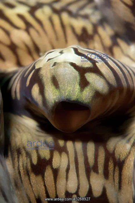 : Fluted Giant Clam - mantle - siphon : Fluted Giant Clam - mantle - siphon