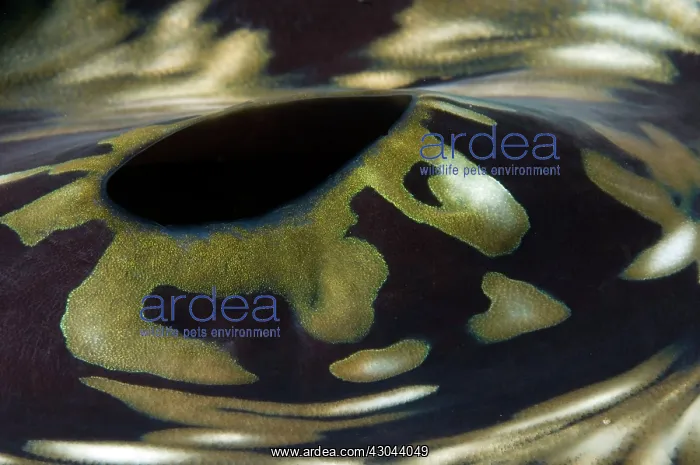  : Fluted Giant Clam siphon