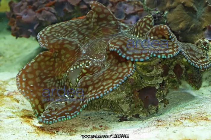 : Fluted Giant clam / Squamosa Clam / Scaled Clam : Fluted Giant clam / Squamosa Clam / Scaled Clam