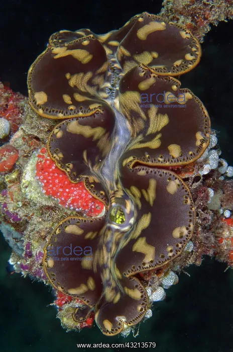 : Fluted Giant Clam (Tridacna squamosa), Bio Rock : Fluted Giant Clam (Tridacna squamosa), Bio Rock
